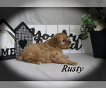 Small #11 Cavalier King Charles Spaniel