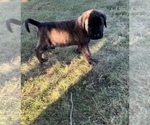 Puppy Dustin Mastiff
