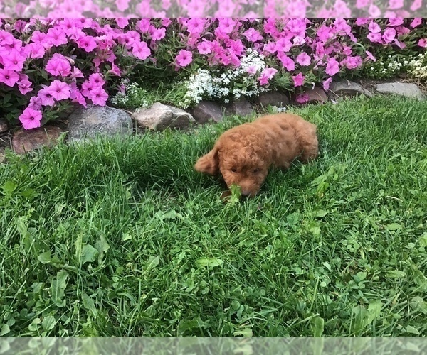 Medium Photo #2 Goldendoodle-Poodle (Miniature) Mix Puppy For Sale in CURTISS, WI, USA