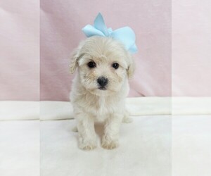 Maltipoo (Miniature) Puppy for sale in TAYLOR, TX, USA