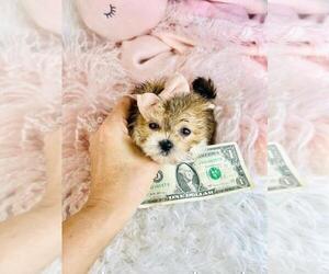 Morkie Puppy for sale in THONOTOSASSA, FL, USA