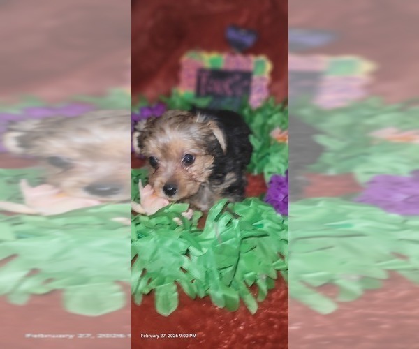 Medium Photo #8 Yorkshire Terrier Puppy For Sale in AKRON, OH, USA