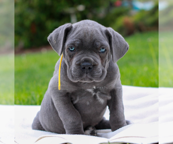 Medium Photo #3 Cane Corso Puppy For Sale in MOUNT JOY, PA, USA