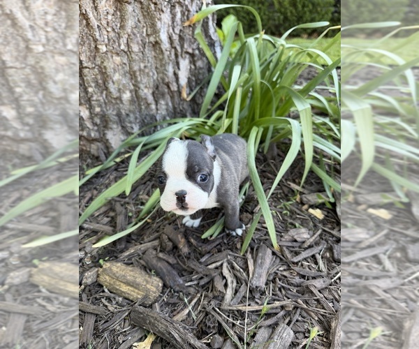 Medium Photo #3 Boston Terrier Puppy For Sale in FREDONIA, KS, USA