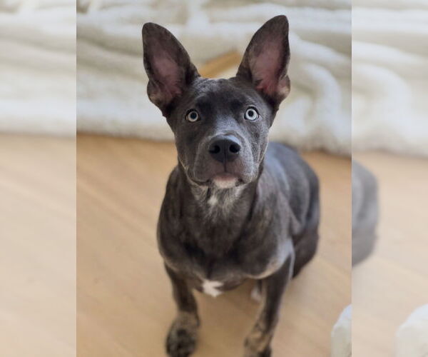 Medium Photo #2 Mutt Puppy For Sale in Dana Point, CA, USA