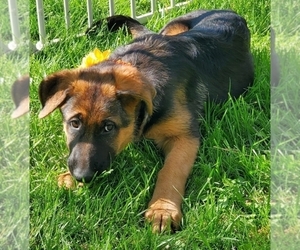 German Shepherd Dog Puppy for sale in WHEELING, IL, USA