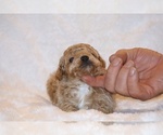 Small #9 Poodle (Toy)