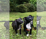 Small Photo #5 Staffordshire Bull Terrier Puppy For Sale in Maryville, TN, USA