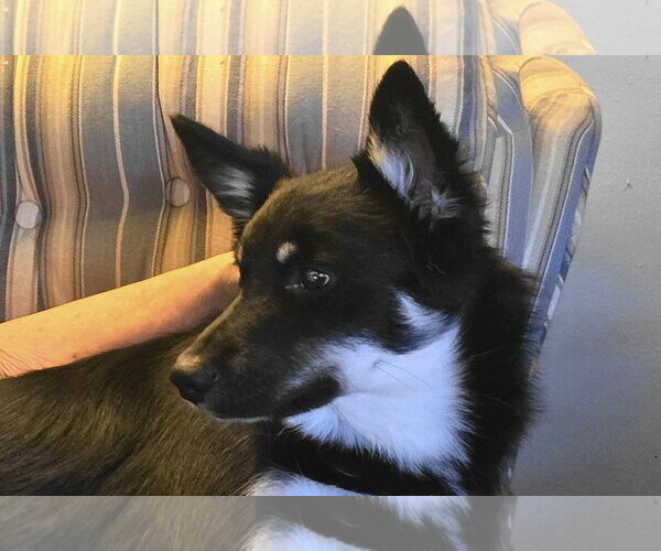 Medium Photo #1 Mutt Puppy For Sale in Doylestown, PA, USA