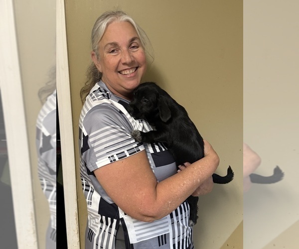 Medium Photo #15 Schweenie Puppy For Sale in DOTHAN, AL, USA