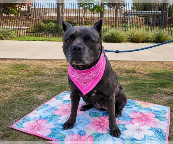 Medium Photo #2 Mutt Puppy For Sale in Orange, CA, USA