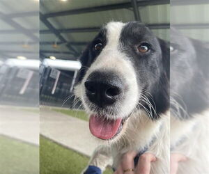 Border Collie-Unknown Mix Dogs for adoption in Waco, TX, USA