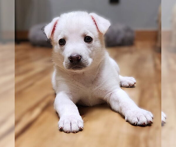 Medium Photo #4 German Shepherd Dog-Unknown Mix Puppy For Sale in Fargo, ND, USA