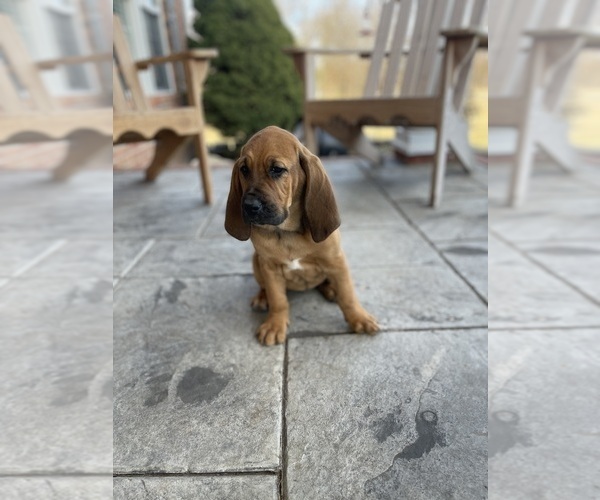 Medium Photo #1 Bloodhound Puppy For Sale in BOLIVAR, MO, USA