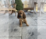 Small Photo #1 Bloodhound Puppy For Sale in BOLIVAR, MO, USA