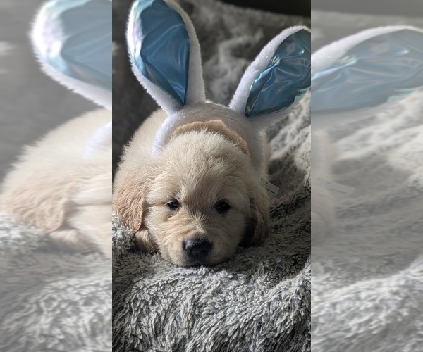 Medium Photo #8 Golden Retriever Puppy For Sale in MODESTO, CA, USA