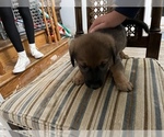 Small Photo #3 German Shepherd Dog Puppy For Sale in OREFIELD, PA, USA