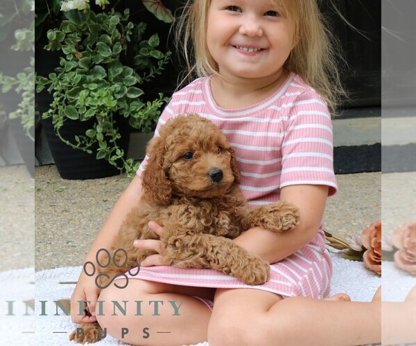 Medium Photo #4 Goldendoodle (Miniature) Puppy For Sale in LANCASTER, PA, USA