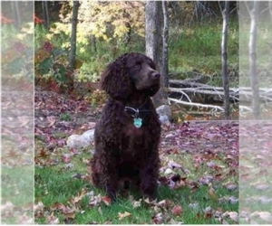 Afghan Poodle Puppy for sale in LAFAYETTE, CA, USA