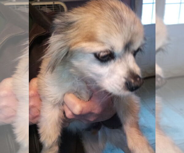 Medium Photo #3 Cheeks Puppy For Sale in Oakdale, TN, USA