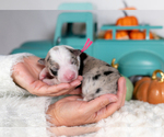 Small #1 Border Collie