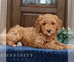 Small #3 Goldendoodle (Miniature)