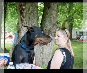 Doberman Pinscher Puppy for sale in MACUNGIE, PA, USA