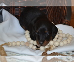 Puppy Shadow Dachshund