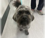 Small Photo #2 Maltese-Unknown Mix Puppy For Sale in Fort Collins, CO, USA