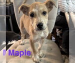 Small #1 Labrador Retriever Mix