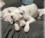 Small Photo #7 Dogo Argentino Puppy For Sale in Uwchlan, PA, USA