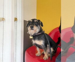 Makoa #0797 - Male Mutt Dog for Adoption - Photo #4