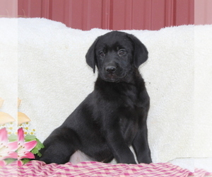 Labrador Retriever Puppy for sale in FELTON, PA, USA