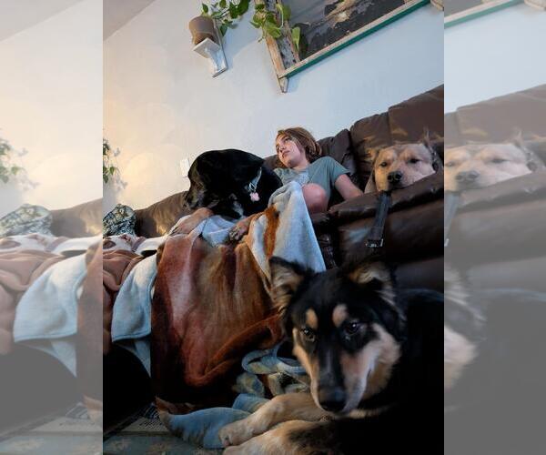 Medium Photo #3 Gerberian Shepsky Puppy For Sale in Incline Village, NV, USA