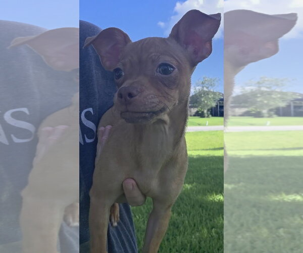 Medium Photo #2 ShiChi Puppy For Sale in Rosenberg, TX, USA