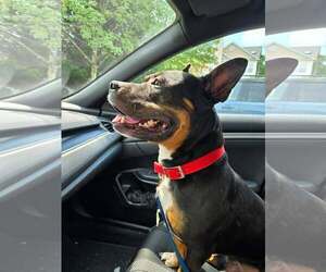 Bronx - Male Mutt Dog for Adoption - Photo #4