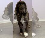 Small #4 Cocker Spaniel