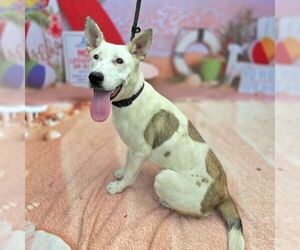 Mutt Dogs for adoption in Long Beach, CA, USA