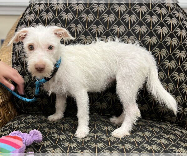 Medium Photo #2 Mutt Puppy For Sale in Mundelein, IL, USA