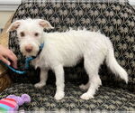 Small #1 Mutt