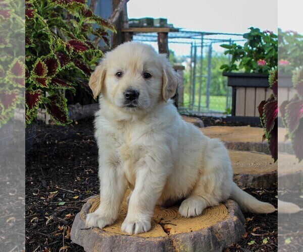 Medium Photo #3 English Cream Golden Retriever Puppy For Sale in BEARTOWN, PA, USA