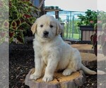 Small Photo #3 English Cream Golden Retriever Puppy For Sale in BEARTOWN, PA, USA