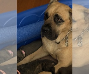 Mother of the Cane Corso puppies born on 04/21/2025