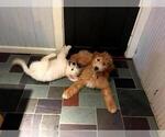 Small #3 English Cream Golden Retriever