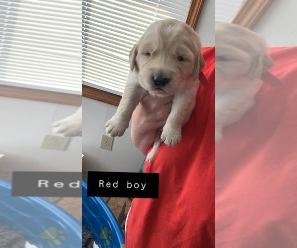 Full screen Photo #6 Golden Retriever Puppy For Sale in WICHITA, KS, USA