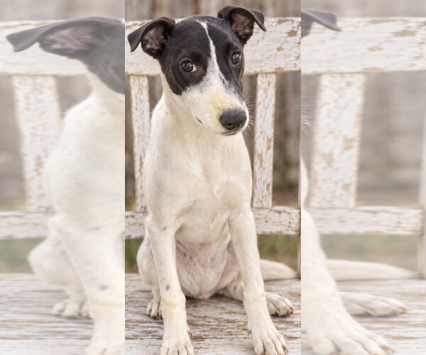 Medium Photo #2 Whippet Puppy For Sale in Southbury, CT, USA
