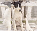 Small Photo #2 Whippet Puppy For Sale in Southbury, CT, USA