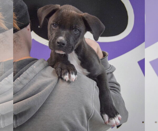 Medium Photo #5 Boxer-Unknown Mix Puppy For Sale in Huntley, IL, USA