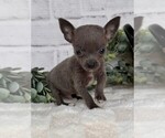 Small #3 Chihuahua