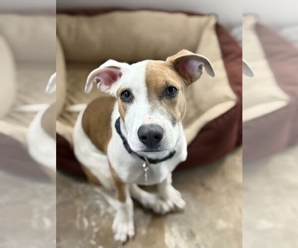 Medium Photo #11 Mutt Puppy For Sale in St. Louis Park, MN, USA